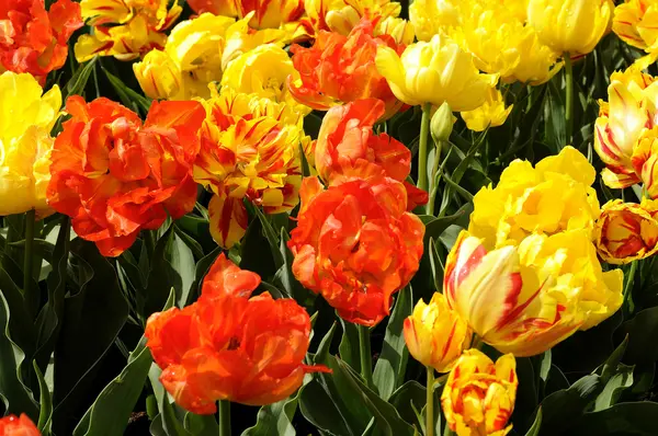 Monte tulipanes naranjas, Países Bajos — Foto de Stock
