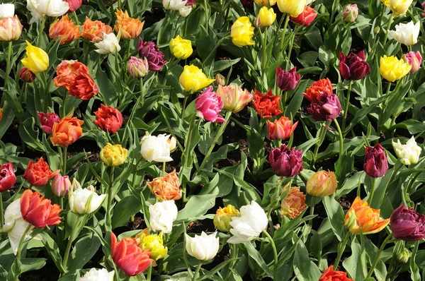 Murilo 'tulip # 1, Niederlande — Stockfoto