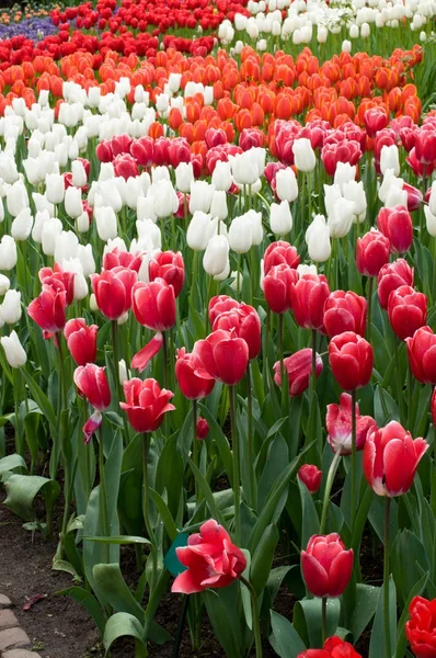 Červené, bílé a oranžové tulipány, Nizozemsko — Stock fotografie