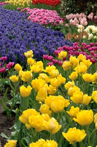 Yellow tulips and blue hyacinths, netherlands — Stock Photo, Image