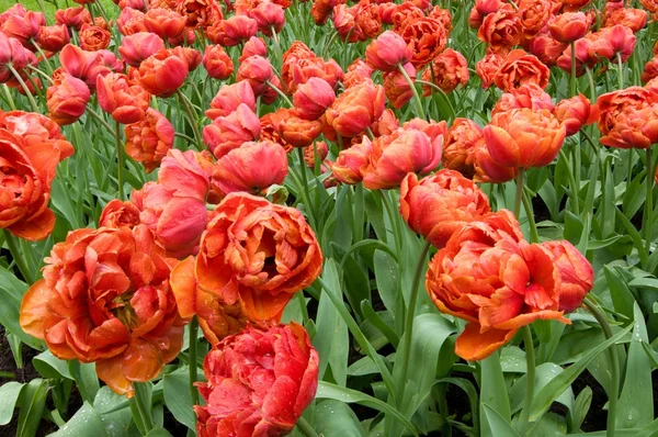 Double nizozemské tulipány, Nizozemsko — Stock fotografie