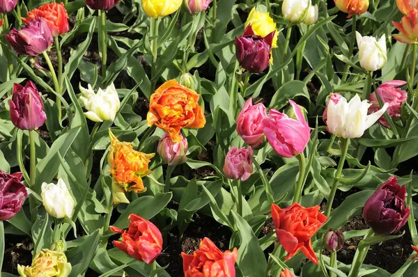 Murilo 'tulipán # 3, Países Bajos — Foto de Stock