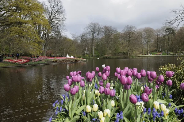 stock image Tulips and lake, keukenhof