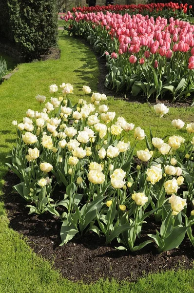 Montreux Tulpen, Niederlande — Stockfoto