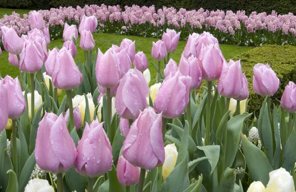 Tulipanes rosados, Holanda — Foto de Stock