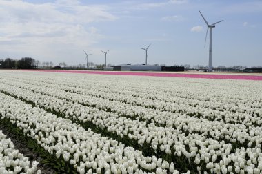 Clean energy amidst white tulips