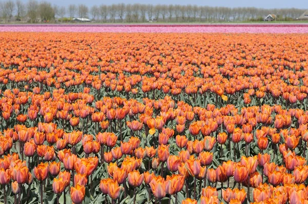 Oranžové tuilp pole #1, Nizozemsko — Stock fotografie