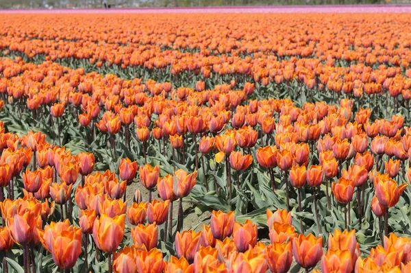 Oranžové tuilp pole #2, Nizozemsko — Stock fotografie