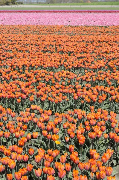 Oranžové tuilp pole #3, Nizozemsko — Stock fotografie