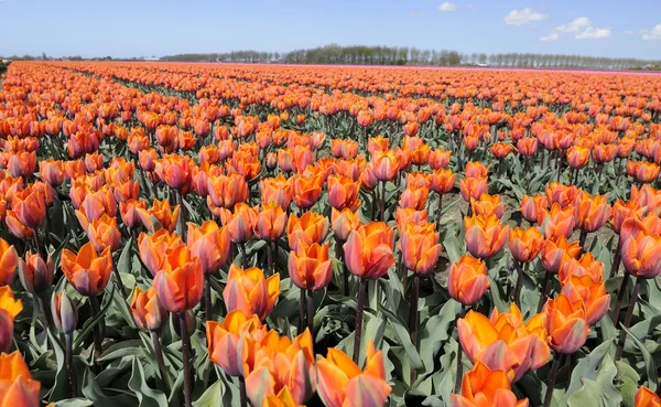 Campo arancione tuilp #4, Paesi Bassi — Stock fotografie