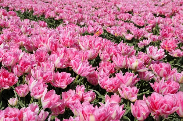 Růžové tuilp pole #1, Nizozemsko — Stock fotografie