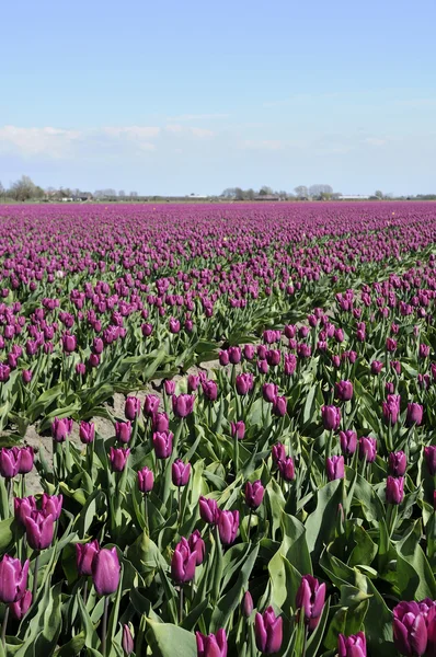 Campo púrpura tuilp # 2, Países Bajos — Foto de Stock