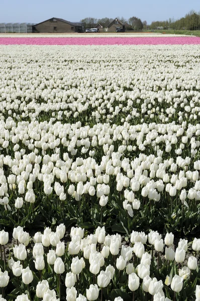 White tuilp field # 1, Países Bajos — Foto de Stock