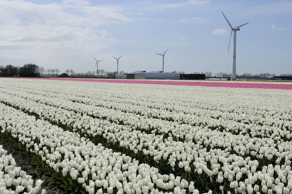 Clean energy amidst white tulips — Stok fotoğraf