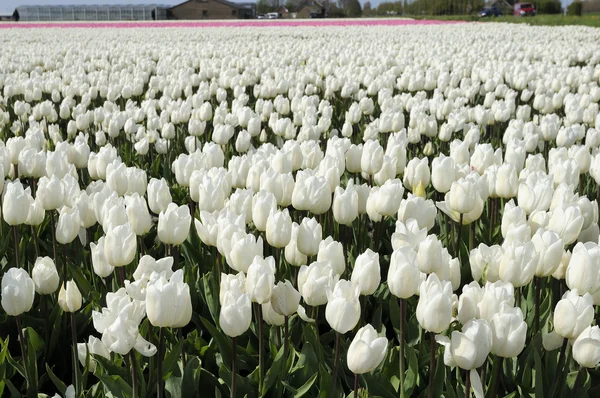 White tuilp field # 2, Países Bajos — Foto de Stock