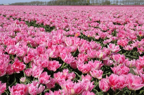 Růžové tuilp pole #2, Nizozemsko — Stock fotografie