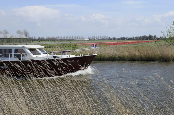 Crucero en medio de tulipanes, Países Bajos —  Fotos de Stock