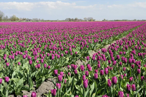 Campo púrpura tuilp # 1, Países Bajos — Foto de Stock