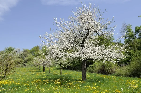 stock image Blossoming orchard #3, baden