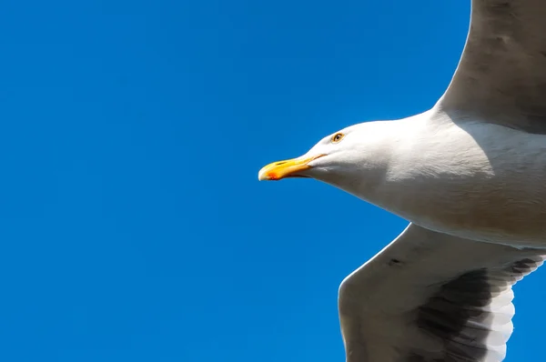 Flying Seagul — Stock Photo, Image