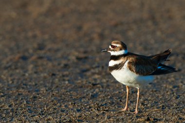 The Killdeer (Charadrius vociferus) clipart