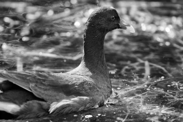 Amerikai szultántyúk (Porphyrio martinica) — Stock Fotó