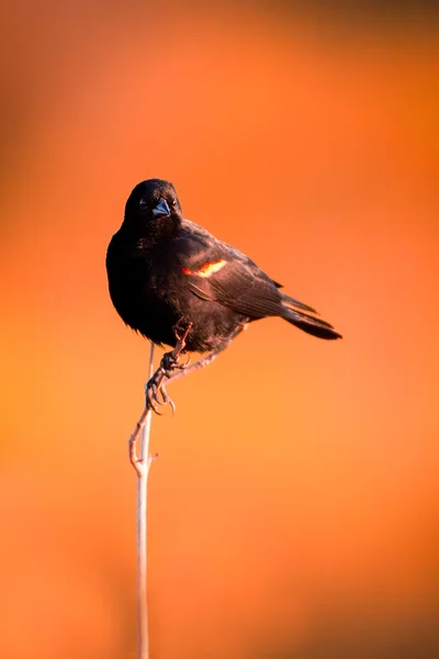 Černý pták — Stock fotografie