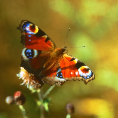 Peacock, a butterfly on a flower clipart