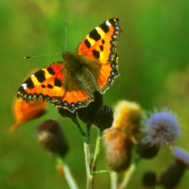 Small Tortoiseshell, a butterfly on a flower clipart