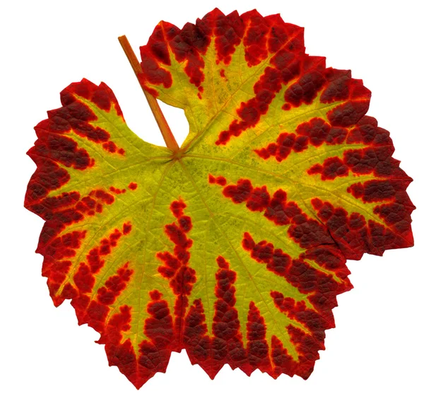 Uma folha da videira no outono — Fotografia de Stock