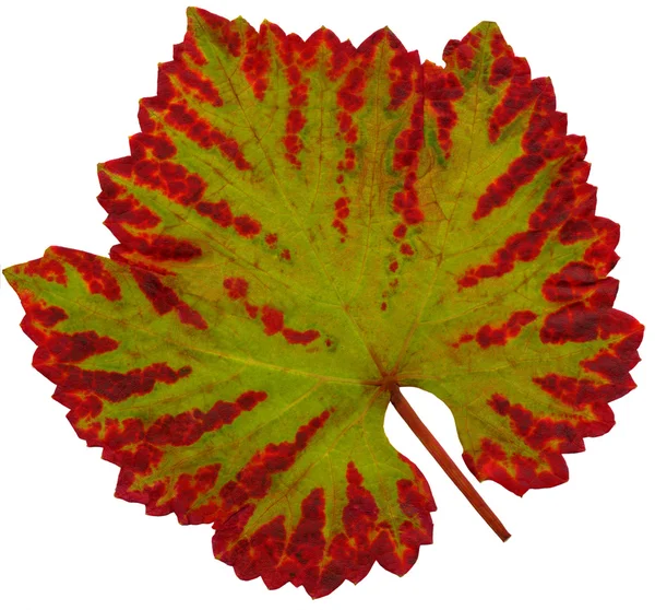 Лист лози восени — стокове фото