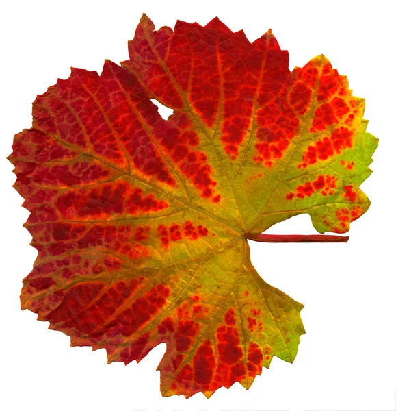 秋につるの葉 — ストック写真