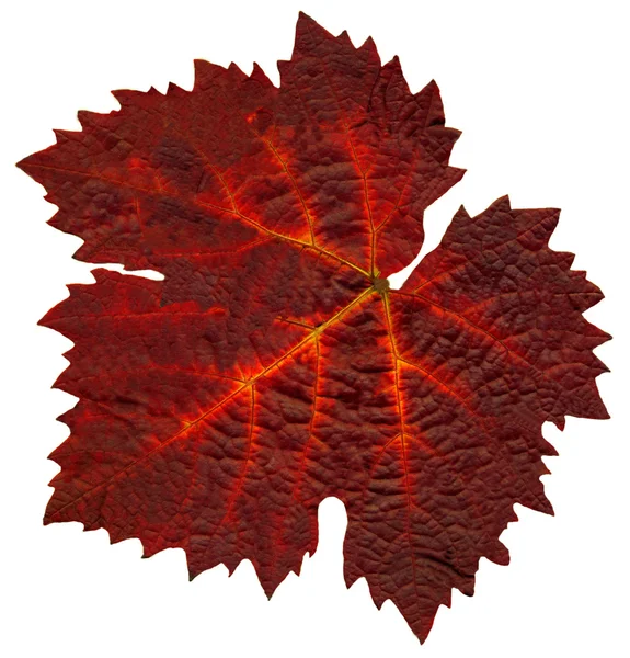 Uma folha da videira no outono — Fotografia de Stock