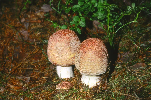 Dos Blusher en el bosque de coníferas — Foto de Stock