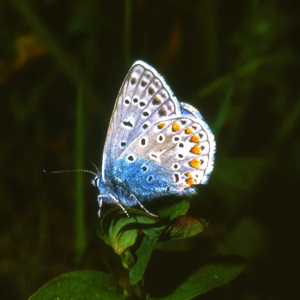 Azul comum, uma borboleta sobre um fundo escuro — Fotografia de Stock