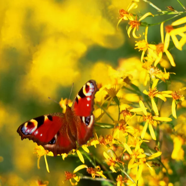 Peacock, a butterfly on a flower, also as a corner — Stock Photo, Image