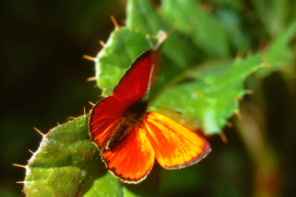Скудная медь, бабочка на листе чертополоха — стоковое фото