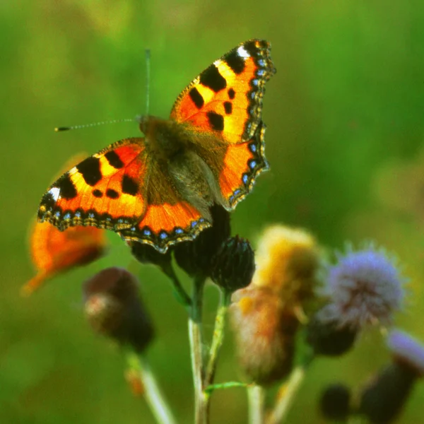 Small Tortoiseshell, a butterfly on a flower — Stock Photo, Image