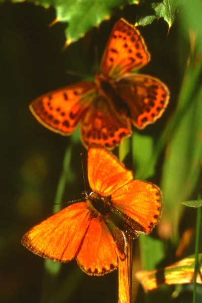 stock image A male and a female scarce copper, on a blade of grass