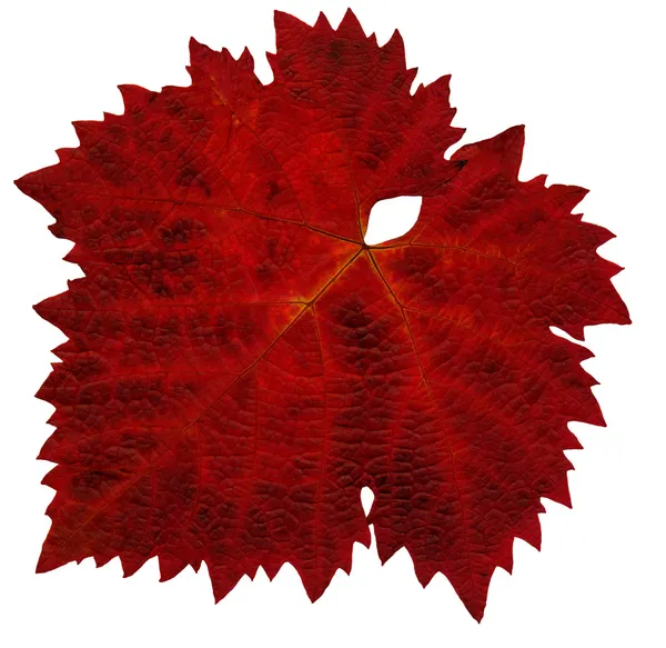 Ein Blatt der Weinrebe im Herbst — Stockfoto