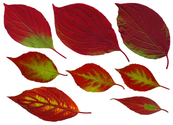 Folhas separadas no outono — Fotografia de Stock