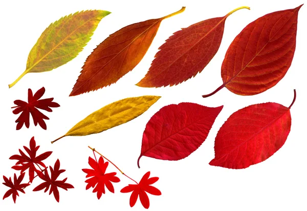 秋の別の葉 — ストック写真