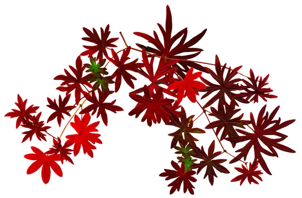 Dallar ile kırmızı sonbahar yaprakları beyaz arka plan — Stok fotoğraf