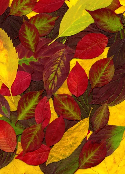 Textura de folhas coloridas em Outono — Fotografia de Stock