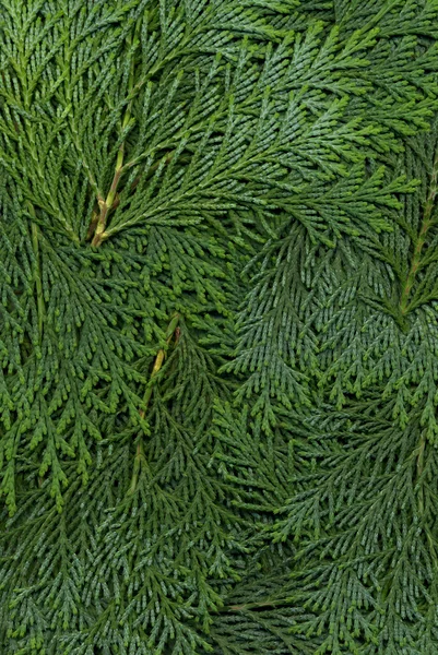 Текстура темно-зеленой арборвиты — стоковое фото