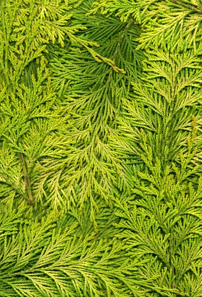Ελαφρύ πράσινο arborvitae υφή — Φωτογραφία Αρχείου