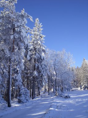 Hiking trail in snowy winter woods 02 clipart