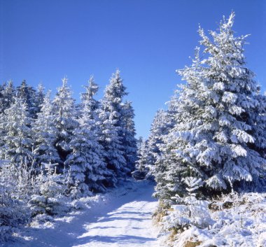 wandelpad in snowy winter bos 03