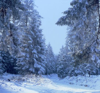 Hiking trail in snowy winter woods clipart
