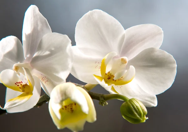 Weiße Orchideen bei Tageslicht — Stockfoto